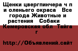Щенки цвергпинчера ч/п и оленьего окраса - Все города Животные и растения » Собаки   . Кемеровская обл.,Тайга г.